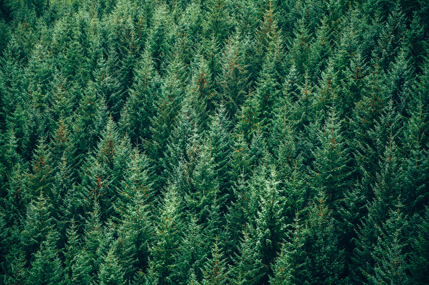 Evergreen forest